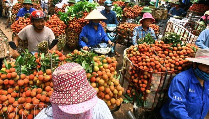 Giảm phụ thuộc kinh tế vào Trung Quốc: Mở rộng thị trường rau quả Để tránh tình trạng “tắc” vải ở cửa khẩu cần tăng tiêu thụ nội địa