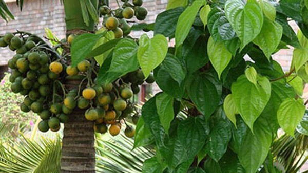 4 thực phẩm dân dã dễ dàng kích thích ham muốn lứa đôi 4 thực phẩm dân dã dễ dàng kích thích ham muốn lứa đôi