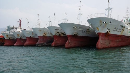 Sắm 100 tàu, 2 trực thăng bám biển cùng ngư dân Dự kiến trong tháng 8, những chiếc tàu này sẽ về đến Việt Nam. Ảnh: Đ.S