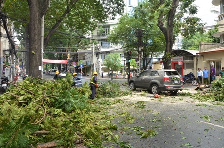 Mưa lớn, cây xanh gãy nhánh đè hỏng 2 ô tô Hiện trường vụ cây xanh đè 2 xe ô tô ở trung tâm TPHCM