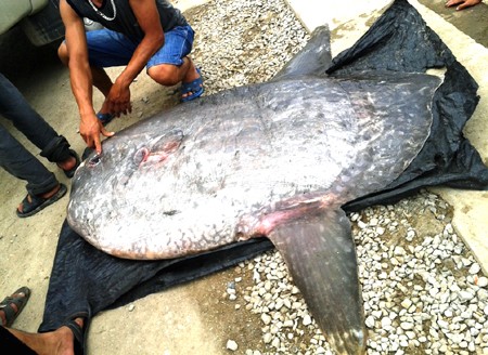 Cá mặt trăng “khổng lồ” dính lưới ngư dân Cá mặt trăng nặng 120kg.