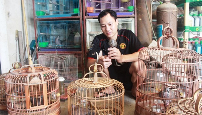 Triệu phú nuôi chim cu gáy Anh Trương Quốc Thắng chăm sóc đàn cu gáy