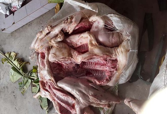 Heo thối ngụy trang bằng lá chuối Lô hàng đang trên đường chở đi tiêu thụ và bên trong những bao tải.