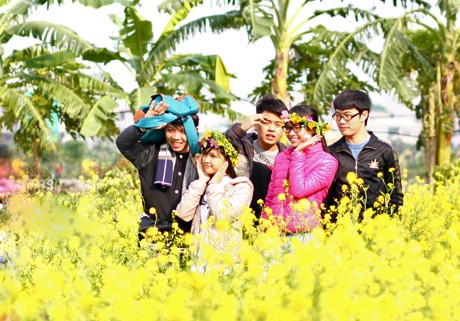 Giới trẻ say đắm sắc vàng hoa cải Nhiều nhóm bạn, gồm cả các chàng trai cũng không cưỡng được sức hút diệu kỳ của cánh đồng hoa vàng đầu đông.