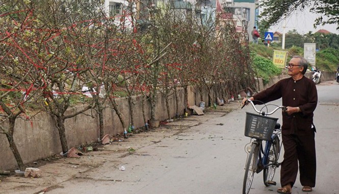 Bỏ tiền triệu mua đào rừng chơi rằm tháng Giêng Đào rừng còn nhiều nụ, thân mốc, dáng đẹp, có thể giúp người mua chơi hết tháng Giêng . Ảnh: Diệp Sa.