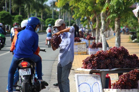 Nho Trung Quốc đội lốt Mỹ bán dọc miền Tây Đường về miền Tây xuất hiện nhiều điểm bán nho với giá khá rẻ.