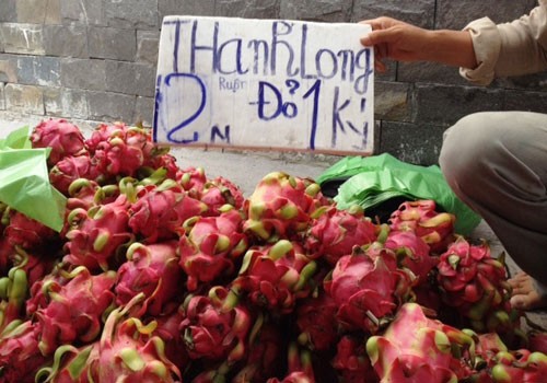 Giải cứu gần 1.000 tấn thanh long rớt giá Khoảng 1.500 tấn thanh long rớt giá sẽ được tiêu thụ hết tại thị trường nội địa trong vài ngày tới. Ảnh: Hồng Châu.