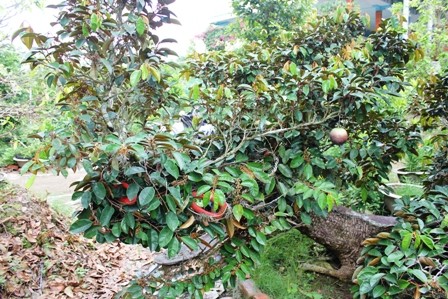 Cận cảnh cây vú sữa hình 'Tứ linh' giá hàng trăm triệu đồng Mặt trước hình con rồng.