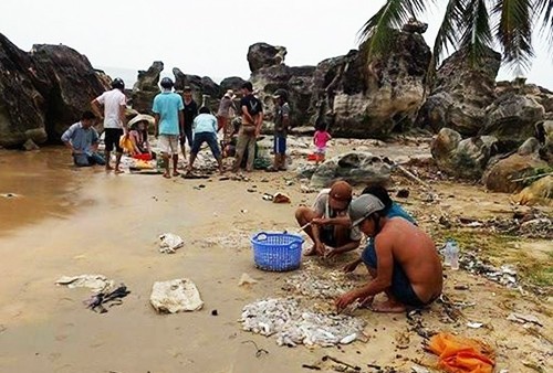 Hải sâm dạt vào Phú Quốc nghi do đáy biển bị cày xới Người dân đổ xô bắt hải sâm ở bãi biển Phú Quốc. Ảnh: A.X.