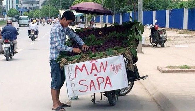 Bóc mẽ mận Trung Quốc đội lốt Sapa Mận tím Sapa vẫn được bày bán tràn lan tại Hà Nội mặc dù đã hết mùa cách đây gần 2 tháng.