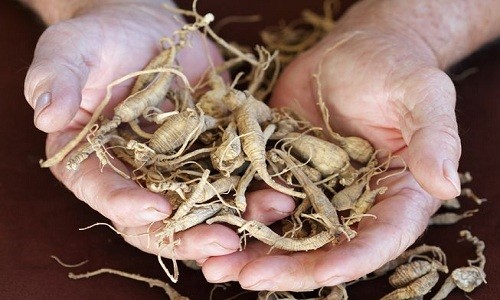 Nạn đào trộm nhân sâm nghìn đô ở Mỹ Nhân sâm tự nhiên của Mỹ được cho là công hiệu hơn các loại nhân sâm khác. Ảnh: Stephanie Frey/Shutterstock.