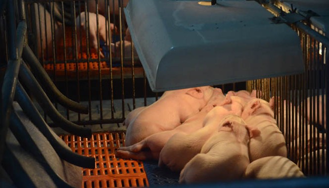 Chuỗi mô hình 3F: Giải pháp quản lý chất lượng thịt heo Lợn giống của CPV được nuôi trong trong điều kiện trại kín, đạt các tiêu chuẩn về vệ sinh, sử dụng điều hòa nhiệt độ làm mát nhằm ngăn chặn dịch bệnh.