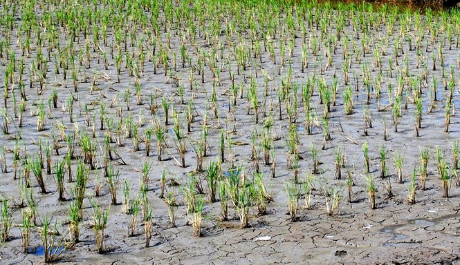 Cà Mau: 28.400 ha lúa héo hon vì nắng hạn Hạn khốc liệt làm cho lúa chết.
