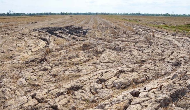 Buốt ruột nhìn đồng ruộng khô cạn, nứt toác Buốt ruột nhìn đồng ruộng khô cạn, nứt toác