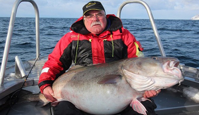 Cụ ông người Anh câu được cá tuyết 42 kg Cụ ông Bert Williams ôm con cá tuyết nặng hơn 42 kg. Ảnh: BBC.