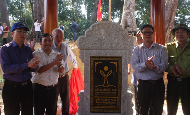 Gắn biển Cây Di sản Việt Nam cho 'Vương quốc Pơ mu' Gắn biển rừng cây di sản đối với quần thể rừng Pơ mu quý hiếm.