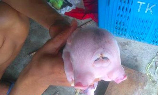 Xôn xao 'quái vật' lợn hai đầu ở Nghệ An Cận cảnh lợn hai đầu tại Anh Sơn. Ảnh: Báo Nghệ An.