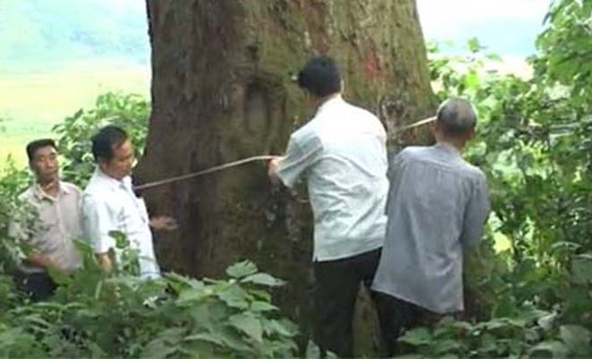 Cây Lim hơn 1.000 tuổi trở thành cây di sản Cây lim hơn 1000 năm tuổi ở Bắc Giang.