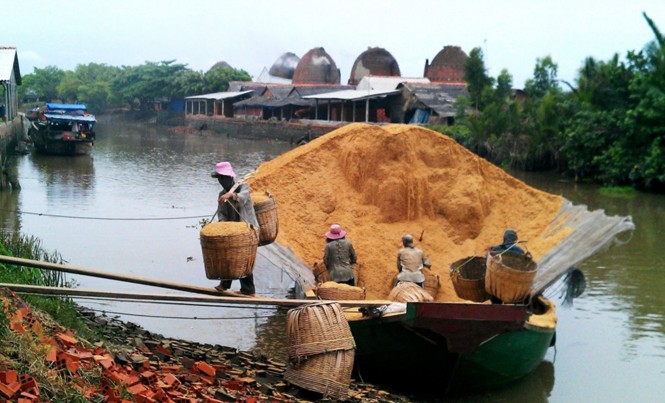 Người trồng lúa sắp có 240 triệu USD từ việc bán trấu Người trồng lúa sẽ tăng thu nhập từ việc bán vỏ trấu.