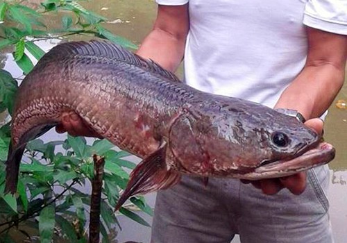 Bắt được cá lóc hơn 7kg trong ao nhà Con cá khỏe mạnh và đang được thả nuôi. Ảnh: Ngọc Trường.