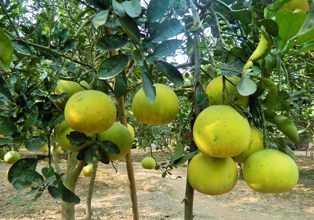 Bưởi Diễn được mùa, người dân kiếm tiền tỷ Những chùm bưởi sai trĩu cành.