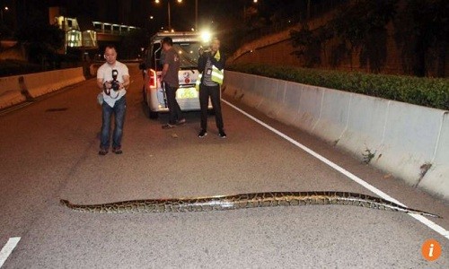 Trăn dài 3,5 m băng ngang đường phố Hong Kong Con trăn bò ngang qua mặt đường ở Tuen Mun, Hong Kong. Ảnh: Apple Daily.