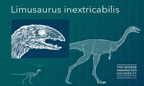 Kỳ lạ loài khủng long rụng sạch răng khi trưởng thành Hình ảnh mô phỏng loài khủng long Limusaurus. Ảnh: George Washington University.