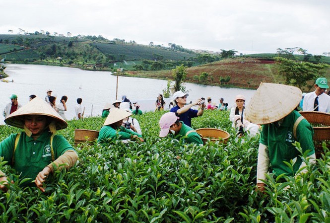 Đà Lạt cam kết không “chặt chém” mùa lễ hội Thi hái trà ở lễ hội văn hóa trà Bảo Lộc. Ảnh: Gia Bình.