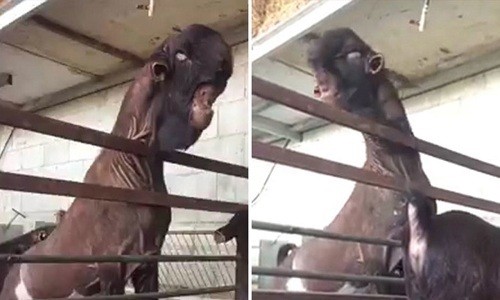 'Dê quỷ' có hình dáng giống khủng long 'Dê quỷ' có hình dáng giống khủng long