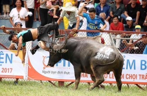 Bác đề xuất bán vé thu tiền chọi trâu Đồ Sơn Trâu chọi húc chết chủ tại vòng loại chọi trâu Đồ Sơn 2017. Ảnh: Phong Pink.