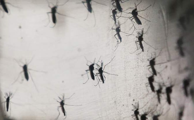 Phát hiện virus Zika lây qua đường máu Ảnh minh họa