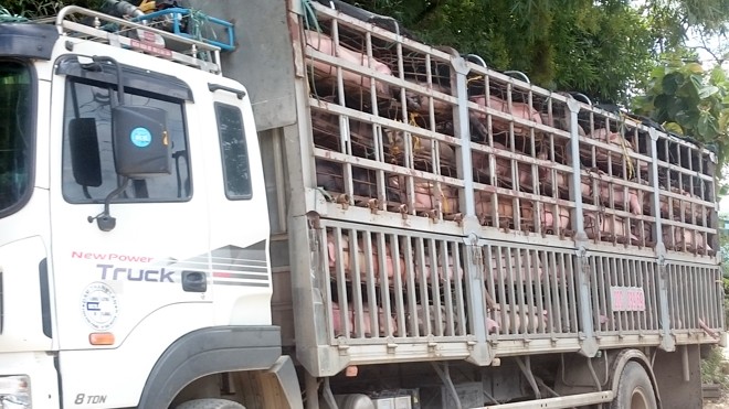 Kiểm tra chặt thực phẩm tươi sống nhập khẩu Ảnh minh họa. Nguồn: Tuấn Nguyễn
