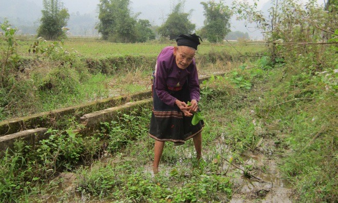 Xót lòng cảnh cụ bà 80 tuổi mưu sinh giữa trời đông Cụ bà Lang Thị Tráng đang hái rau ven ruộng. Ảnh: Hoàng Lam