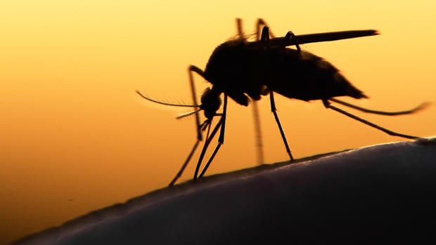 Người Hàn Quốc mắc Zika từng cư ngụ tại TPHCM Người Hàn Quốc mắc Zika từng cư ngụ tại TPHCM