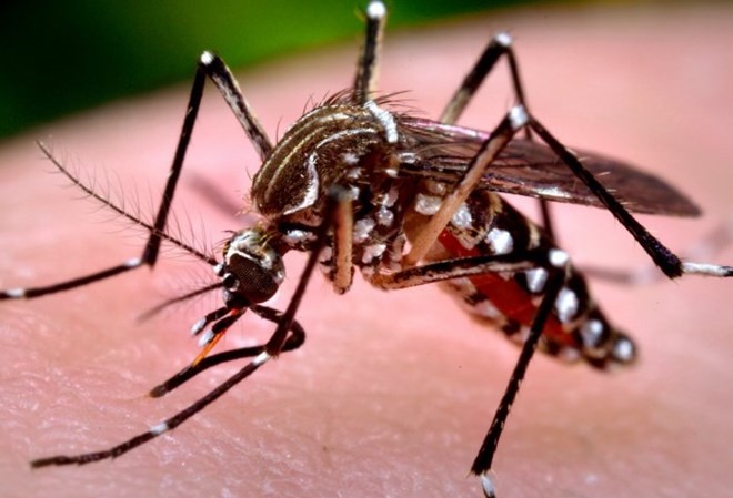 Bản tin 20H: Virus Zika hiện đã lưu hành trong muỗi vằn tự nhiên Muỗi Aedes aegypti. (Nguồn: Imperial.co.uk)