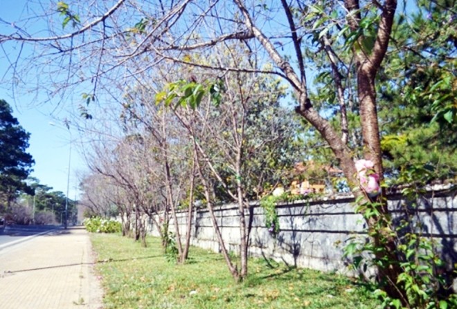 Hủy 'ngày hội hoa anh đào Đà Lạt' vì phần lớn hoa không nở Phố mai anh đào đẹp nhất Đà Lạt đang trơ cành