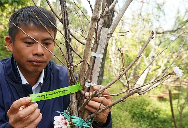 Đà Lạt trồng thành công loài hoa đào đẹp nhất Nhật Bản anh Bùi Văn Sang chăm sóc cây đào Nhật Bản