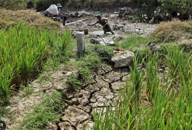 El Nino khiến cô gái ‘Ai là triệu phú’ nhầm lẫn thực sự là gì? Tác động của El Nino đến Đồng bằng sông Cửu Long. Ảnh: Internet