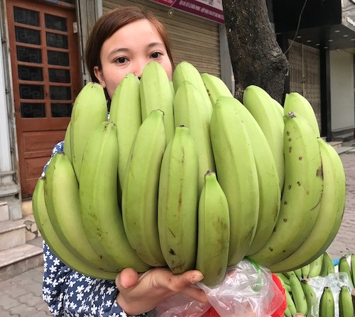 Gần nửa triệu đồng nải chuối xanh bày mâm ngũ quả Chuối xanh lẻ quả được rao bán 12.000-18.000 đồng một quả.