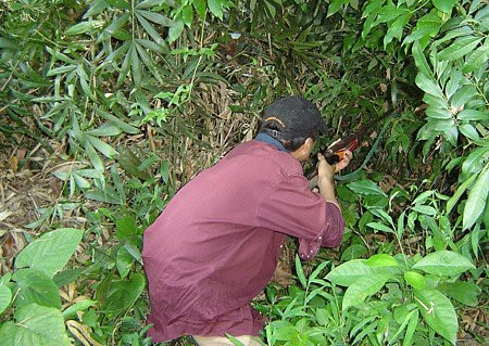 Tưởng thú rừng, thợ săn bắn nhầm người cùng làng trong bụi rậm Ảnh minh họa