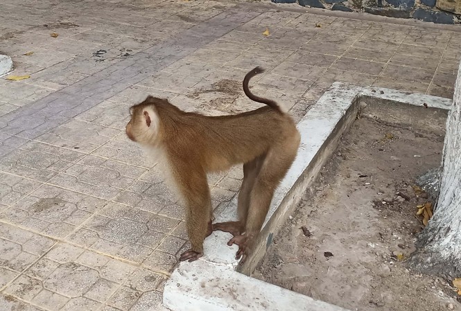 Vắng khách du lịch mùa dịch, bầy khỉ ở Tòa Thánh Tây Ninh đói ăn tràn ra đường Khỉ ở nội ô Tòa Thánh Tây Ninh. Ảnh: Tân Châu