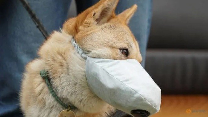 Chống ô nhiễm không khí, người Hàn Quốc ăn thêm thịt lợn, đeo khẩu trang cho chó Một chú chó được đeo khẩu trang để đi dạo ngoài trời. (Ảnh: Reuters)