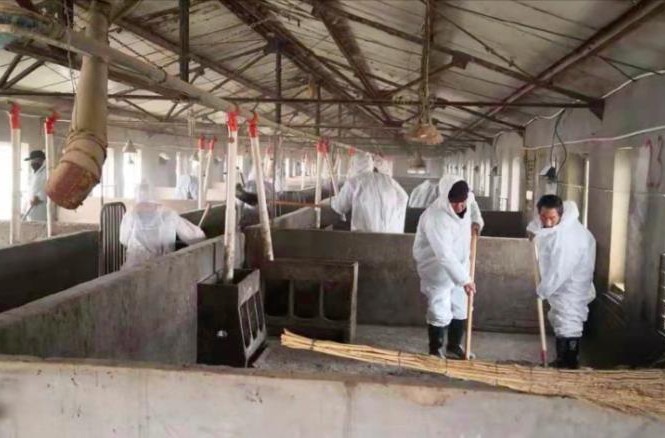 Dịch tả lợn châu Phi càn quét đàn lợn Trung Quốc Các nhân viên thú ý khử trùng trang trại ở Hà Bắc nơi 15.000 con lợn chết vì dịch tả lợn châu Phi. (Ảnh: CNN)