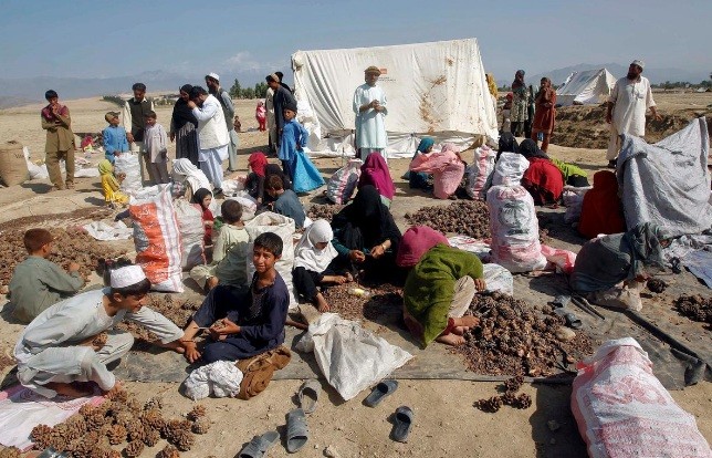 Bức thư tố cáo tội lỗi của Mỹ ở Afghanistan Người dân Afghanistan thu hoạch hạt thông. (Ảnh: Reuters)