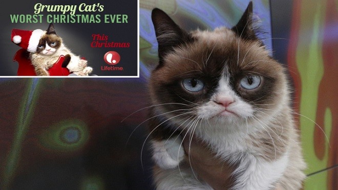 “Mèo cau có” lên phim dịp Giáng sinh Mèo Grumpy nổi tiếng sẽ trở thành ngôi sao Hollywood.