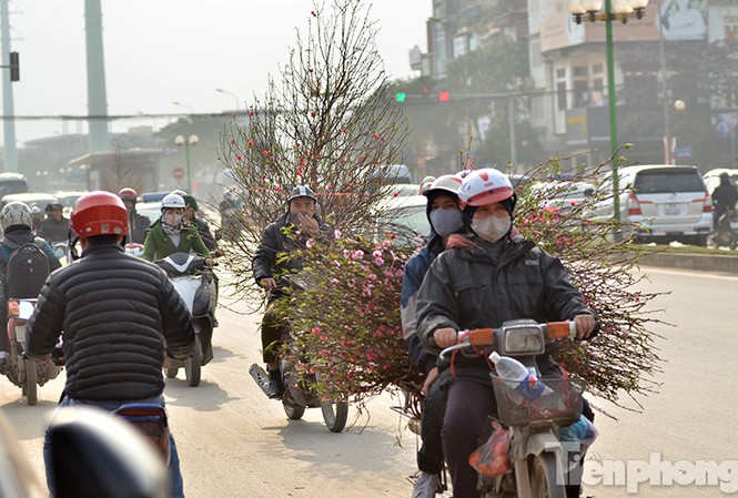 Đào quất 'cưỡi xe máy' rộn ràng dạo phố ngày giáp Tết Ghi nhận của phóng viên, những ngày giáp Tết Bính Thân, trên đường phố Thủ đô nhiều người dân chở đào quất bằng xe máy cồng kềnh, gây nguy hiểm cho các phương tiện khác.