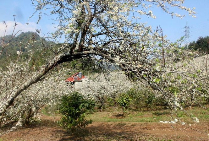 Trắng rừng hoa mận Tây Bắc, hút khách du xuân Mận nở khắp cánh rừng. Chùm ảnh hoa mận được anh Đỗ Anh vừa thực hiện tại xã Chiềng Đen, thành phố Sơn La.