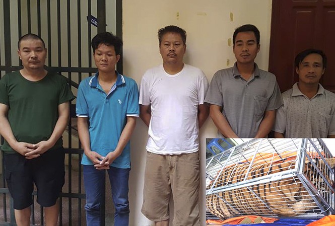 Bắt 5 đối tượng vận chuyển cá thể hổ còn sống đi nấu cao Các đối tượng và cá thể hổ (ảnh nhỏ).