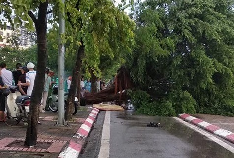 Bị cây si cổ thụ đổ trúng người, nam thanh niên tử vong tại chỗ Hiện trường vụ việc.
