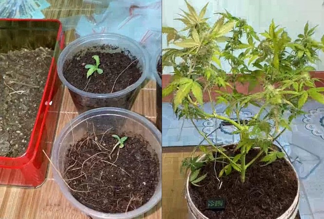 Nam thanh niên trồng cần sa trong nhà để bán Cần sa có quan chức năng phát hiện thu giữ. Ảnh công an Hưng Yên